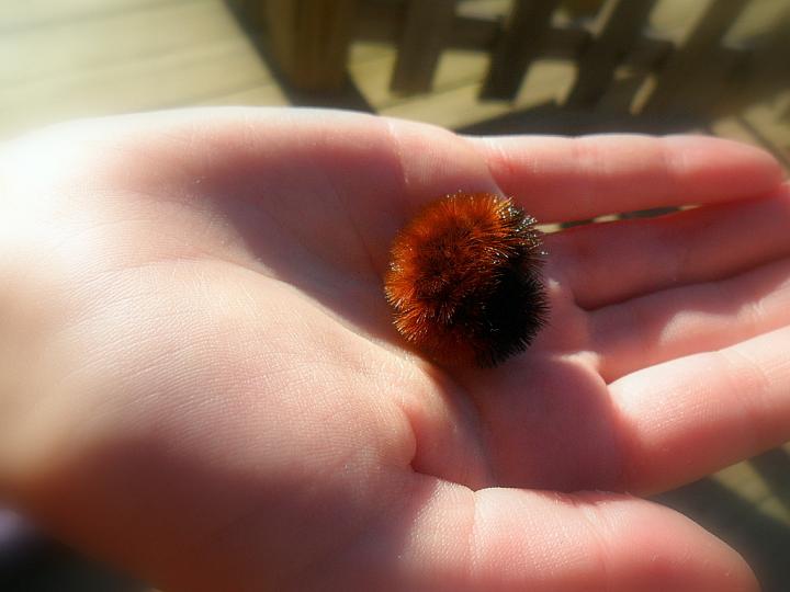 Wooly worm