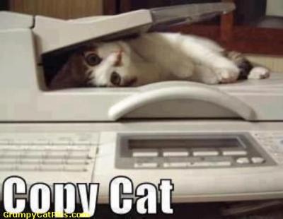 Copy-Kitten-Kitty---Trying-Hard-Copy-Cat-Quotes.jpg