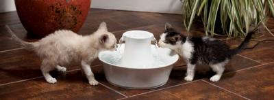 Water-bowls-and-water-fountains-for-indoor-cats.jpg