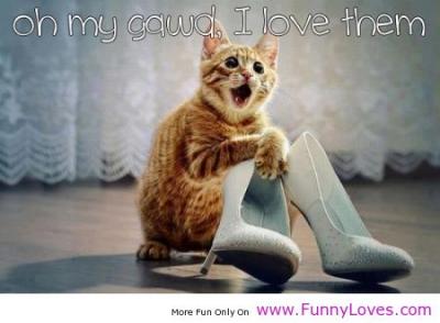 Funny-cat-loves-shoes.jpg