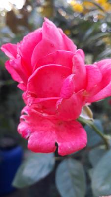 rose 2.jpg