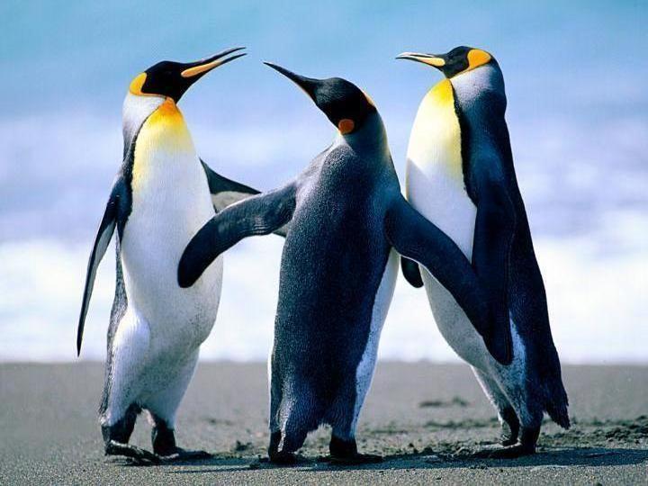 penguin party