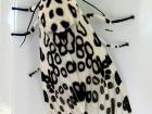 Fluture (de noapte) leopard